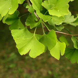 Ginkgo